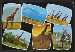 Delcampe - Uganda Wildlife Giraffe And Zebra Africa Animals - Giraffen