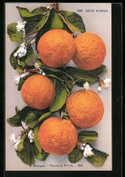 Delcampe - AK Orangen Von Der Cote D`Azur - Sonstige & Ohne Zuordnung