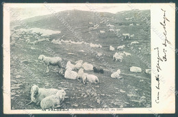Delcampe - Vercelli Alagna Valsesia Colle D'Olen Pecore Pascolo Cartolina JK2026 - Vercelli