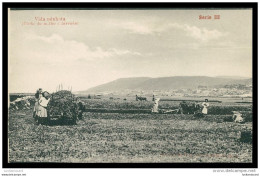 Delcampe - VIANA DO CASTELO - COSTUMES-Vida Minhota-(Corte Do Milho E Lavrada)(Ed. Pap. Central-Série III)  Carte Postale - Viana Do Castelo
