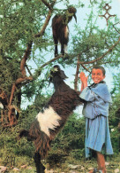 Delcampe - MAROC SOUSS PETIT BERGER DU SOUSS - Sonstige & Ohne Zuordnung