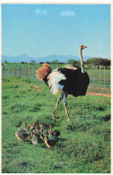 Delcampe - AFRIQUE DU SUD OUDTSHOORN SAFARI OSTRICH SHOW FARM - Südafrika