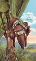 Delcampe - Greetings From Jamaica Banana Blossoms And Fruit Vintage Postcard - Jamaica