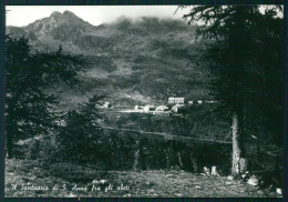 Delcampe - Cuneo Vinadio Santuario Sant'Anna Foto FG Cartolina MZ0613 - Cuneo