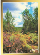 Delcampe - 40 CASTETS FORET LANDAISE - Castets