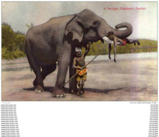 Delcampe - CEYLAN CEYLON  A TEMPLE ELEPHANT AVEC  CORNACS - Sri Lanka (Ceylon)