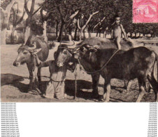 Delcampe - 84Vn  Egypte Buffles Enfant - Personas