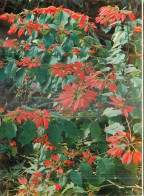 Delcampe - Thème Fleurs - JARDIN EXOTIQUE DE SANARY - POINSETTIA DU Mexique - Blumen