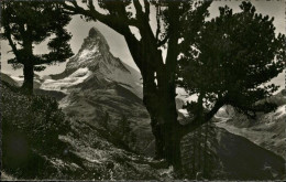 Delcampe - Zermatt VS Blick Aus Dem Arvenwald Der Riffelalp Matterhorn - Sonstige & Ohne Zuordnung