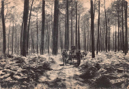 Delcampe - 40 SAINT SEVER Orx Le Nan - Attelage De Mulesen Forêt (scan R/V) N° 13 \ PE1304 - Saint Sever