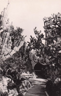 Delcampe - MONACO MONACO JARDIN EXOTIQUE DE MONACO - Sonstige & Ohne Zuordnung