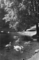 Delcampe - 31 LUCHON LE LAC DES QUINCONCES ET LES CYGNES - Luchon