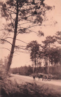 Delcampe - 40 CASTETS DANS LES LANDES DE GASCOGNE - Castets
