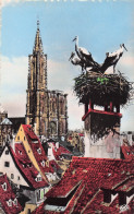 Delcampe - 67 STRASBOURG LA CATHEDRALE ET LES CIGOGNES - Strasbourg