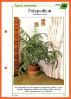 Delcampe - POLYPODIUM  Fougère Fiche Dépliante Fougères Ornementales - Autres & Non Classés