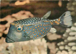 Delcampe - Carte Postale - Animaux - Poissons - Poisson-coffre - Poissons Exotiques - CPM - Voir Scans Recto-Verso - Fish & Shellfish