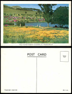 Delcampe - South Africa Old Colour Postcard CALEDON River, Wild Flower Reserve Veldblomtuin - Non Classés