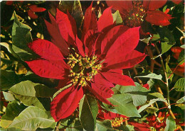Delcampe - Carte Postale - Fleurs - CPM - Voir Scans Recto-Verso - Poscard - Carta Postal -  Postkarte - Blumen