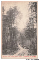 Delcampe - CAR-AGAP1-0033-CHINE - Bamboo Lined Road Leading To Yun Chi Temple - China