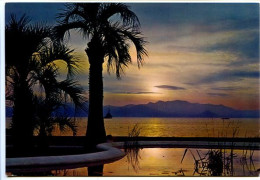 Delcampe - CPSM  10.5 X 15  Alpes Maritime NICE (?)  Coucher De Soleil Sur Une Plage Bassin  Palmiers - Sonstige & Ohne Zuordnung