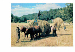 Delcampe - Cpm - Moisson Attelage Boeufs - Femme Homme Paysan Chapeau Champs -  - Debaisieux 20 -- 1982 - Landwirtschaftl. Anbau