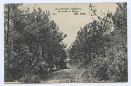Delcampe - Carantec, Le Bois De Sapins (lt12) - Carantec