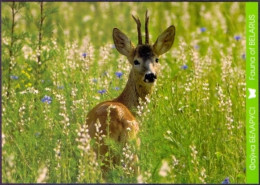 Delcampe - Belarus - Roe Deer, Postcard Without Stamp, 2014 - Wild