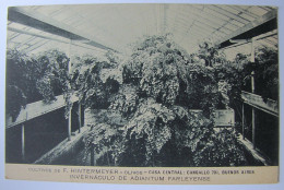 Delcampe - ARGENTINE - BUENOS-AIRES - Cultivos De F. Hintermeyer - Olivos - Casa Central - Argentinien