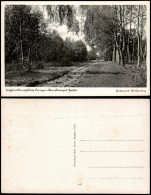 Delcampe - Ansichtskarte .Niedersachsen Lüneburger Heide Wald Partie 1940 - Lüneburger Heide