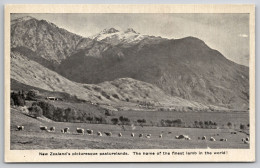 Delcampe - New Zealand's Picturesque Pasturelands Carte Postale Postcard - Neuseeland