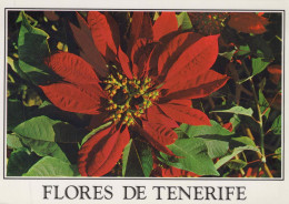 Delcampe - ESPAÑA Puerto De La Cruz Islas Canarias Poinsettia Flora Navidad #PBD495 - Tenerife