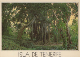 Delcampe - ESPAÑA Puerto DE LA Cruz Islas Canarias Jardín Botánico Ficus Gigante #PBD485 - Tenerife