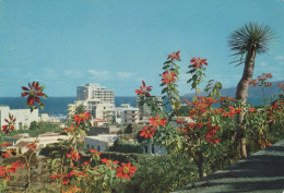 Delcampe - ESPAÑA Puerto DE LA Cruz Islas Canarias Paisaje Urbano Con Poinsettias #PBD468 - Tenerife