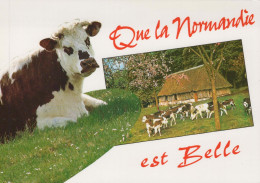 Delcampe - France Normandy Paysage Rural Vaches Veaux Chaumière Postée #PBE290 - Koeien