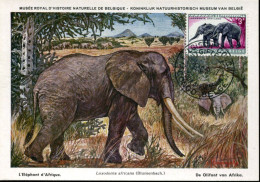 Delcampe - X15902 Congo Belge, Maximum Card 1959, Elephants,éléphants, - Elefanten