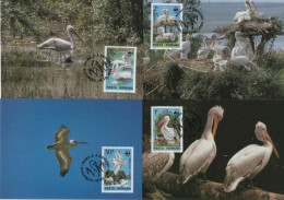 Delcampe - Romania Romana 1984 WWF W. W. F. Pelican Pelicans Bird Fauna Birds, Maximum Cards Set X4 - Maximumkarten