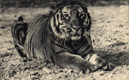 Delcampe - CPA Felin Parc Zoologique Du Bois De Vincennes Paris Un Tigre Du Bengale - Tiger