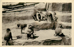 Delcampe - 75* PARIS  Bois De Vincennes –  Parc Zoo – Singes Hamadrias  RL29,1168 - Parks, Gardens