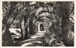 Delcampe - ALGERIE ALGER PARC DE GALLAND - Algerien