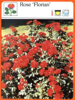 Delcampe - ROSE FLORIAN  Fleurs Des Jardins Fiche Illustrée Documentée Fleur - Autres & Non Classés