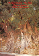 Delcampe - ROQUEBRUNE L Olivier Millenaire 15(scan Recto-verso) MA1074 - Roquebrune-Cap-Martin