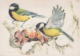 Delcampe - Nederland Fauna Koolmezen Voeren Jongen Natuurillustratie Ko Van Den #SCH678 - Rotterdam
