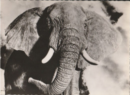 Delcampe - Eléphant D'Afrique ( Carte Pharmaceutique - Olifanten