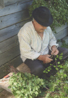Delcampe - Finland Man Preparing Birch Sauna Whisks Rural Life #SDS242 - Finlande