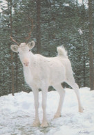 Delcampe - Finland Stunning White Reindeer In Snow Covered Finnish Forest #SDS215 - Finlande