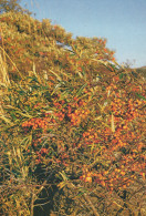Delcampe - Finland Merikarvia Coastal Nature Sea Buckthorn Bush Unposted #SDS220 - Finlande