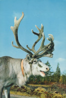 Delcampe - Finland Lapland Reindeer With Large Antlers Finnish Domestic Unposted #SDS214 - Werbepostkarten