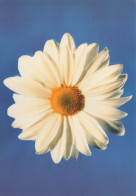 Delcampe - Finland Promotional White Daisy Flower On Blue MS Association Unposted #SDS149 - Werbepostkarten
