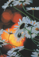Delcampe - Finland White Daisies Soft Focus Warm Orange Light Bokeh Unposted #SDS137 - Blumen