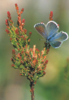 Delcampe - Finland Endangered Scarce Large Blue Butterfly Säkylänharju Unposted #SDS138 - Werbepostkarten